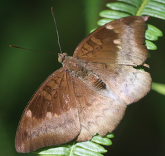 Euthalia monina