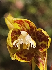 Thelymitra fuscolutea