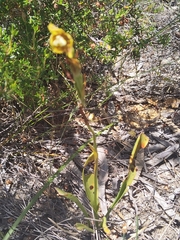 Thelymitra fuscolutea