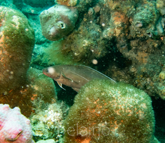 Lotella rhacina