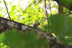 Tamiops mcclellandii