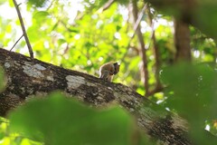 Tamiops mcclellandii