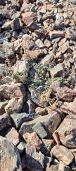 Scutellaria przewalskii