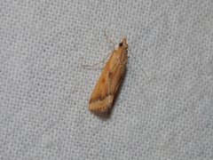 Achyra coelatalis