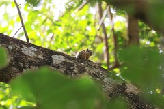 Tamiops mcclellandii