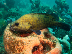 Acanthistius ocellatus