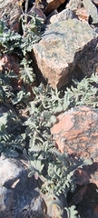 Scutellaria przewalskii