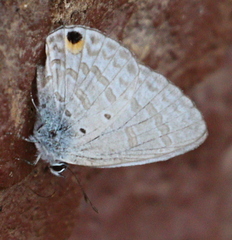 Catochrysops