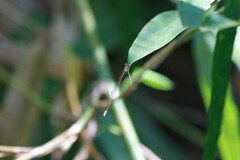 Aciagrion pallidum