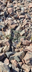 Scutellaria przewalskii