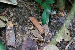 Sylvirana mortenseni