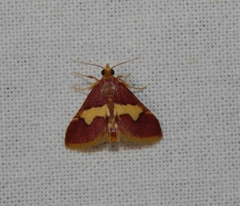 Bostra xanthorhodalis