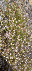 Disparago ericoides