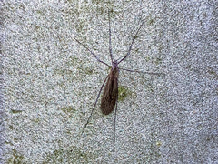 Limoniidae