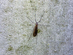 Limoniidae