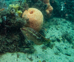 Notolabrus gymnogenis