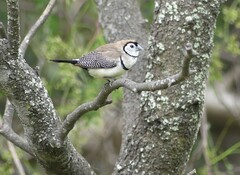 Stizoptera bichenovii