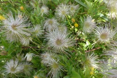 Clematis tangutica