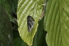 Limenitidinae