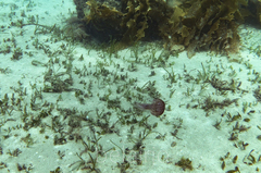 Chrysaora pentastoma