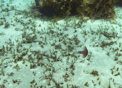 Chrysaora pentastoma