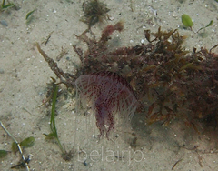 Chrysaora pentastoma