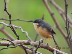 Prinia socialis
