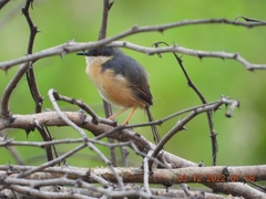 Prinia socialis