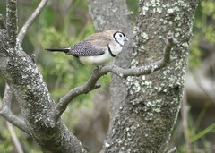 Stizoptera bichenovii