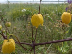 Clematis tangutica