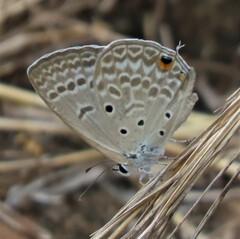 Lepidochrysops patricia