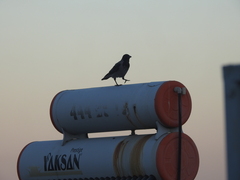 Corvus cornix