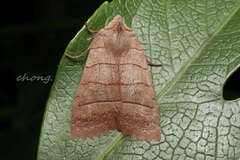 Eupsilia quadrilinea