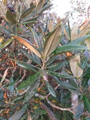 Rhododendron pseudochrysanthum