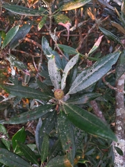 Rhododendron pseudochrysanthum