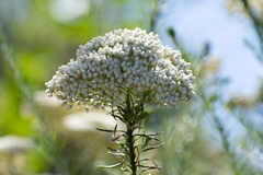 Ozothamnus diosmifolius