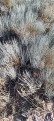 Ephedra intermedia