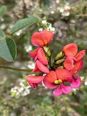 Kennedia coccinea