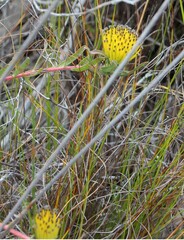 Leucospermum gracile