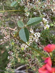Kennedia coccinea