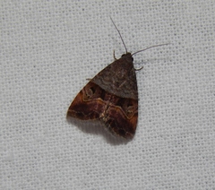 Ozarba megaplaga