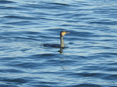 Phalacrocorax carbo