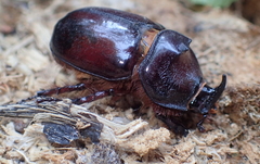 Oryctes nasicornis corniculatus
