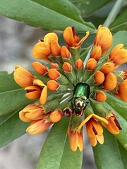Diphucephala
