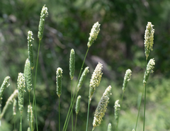 Phalaris aquatica