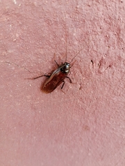 Pseudoderopeltis
