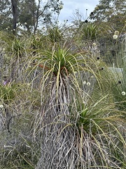 Dasypogonaceae