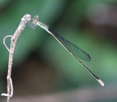 Aciagrion pallidum