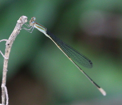 Aciagrion pallidum