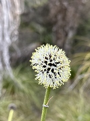 Dasypogonaceae